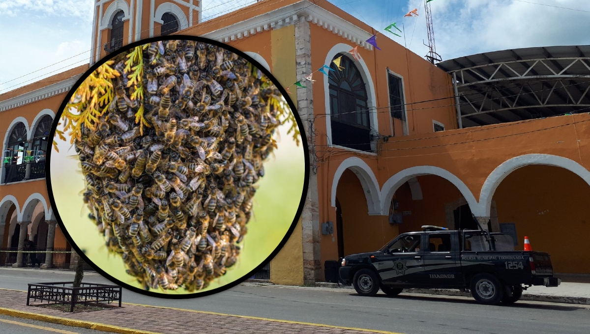 Enjambre de abejas ataca a cuatro personas y mata a un perro en Tixkokob