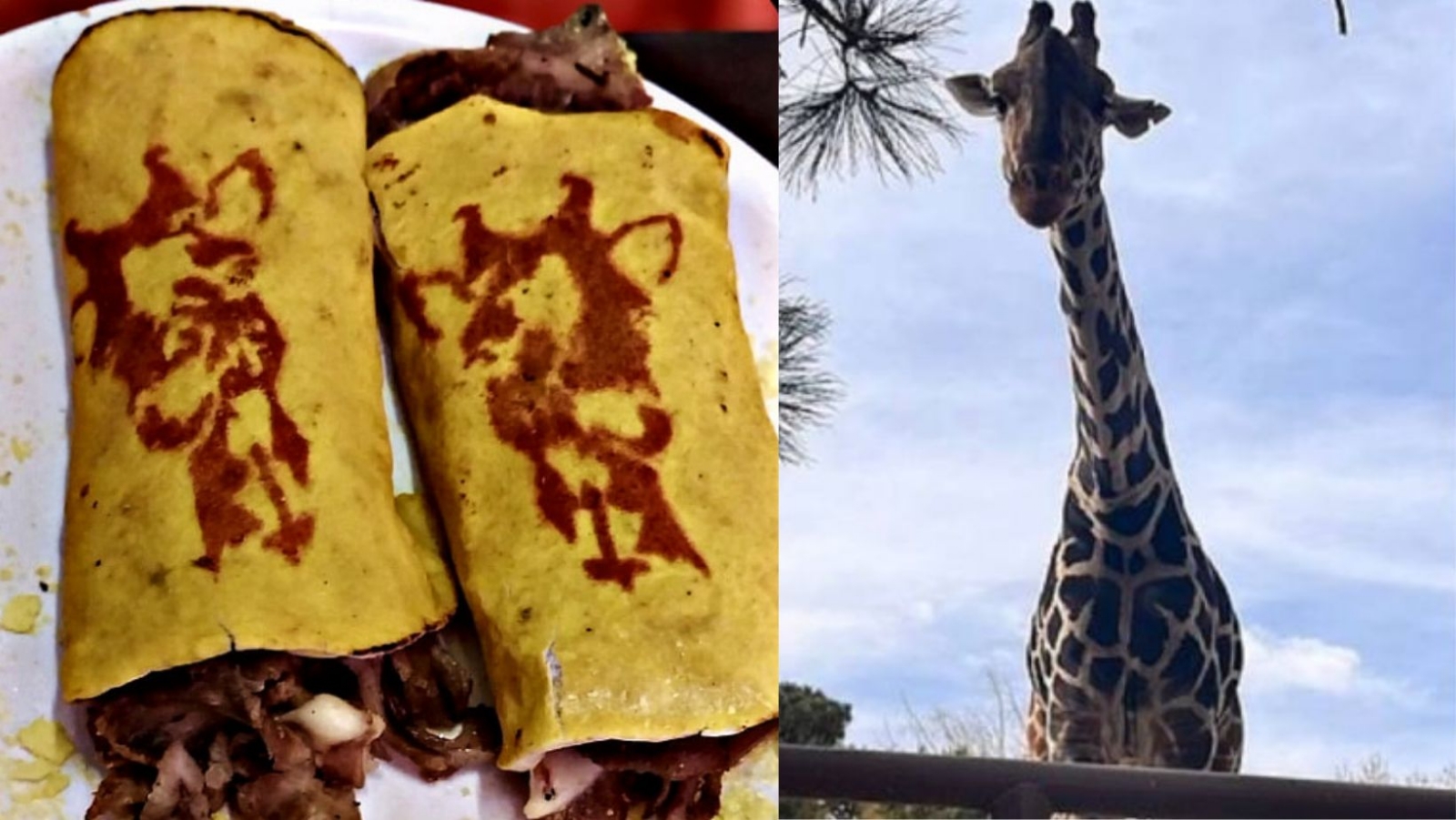 Crean 'Benitacos' en honor a la jirafa Benito Crean 'Benitacos' en honor a la jirafa Benito