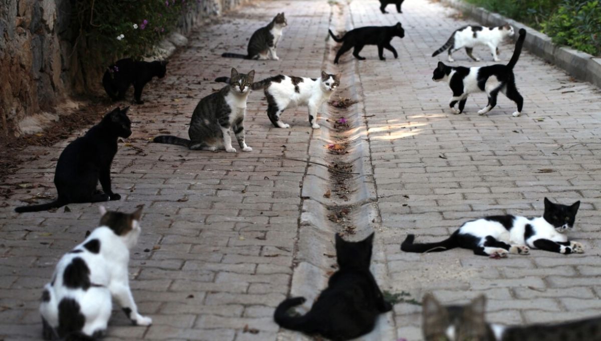 El fiscal de Grasse mencionó que se encontraron cadáveres de gatos en todos los lugares de la casa El fiscal de Grasse mencionó que se encontraron cadáveres de gatos en todos los lugares de la casa