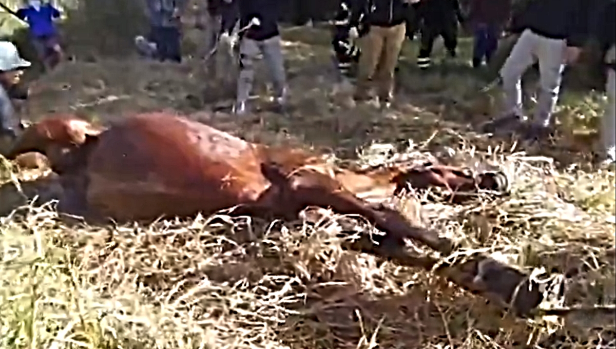 El caballo fue rescatado con vida de Xochimilco