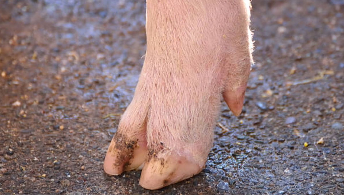 Mujer alcanza el éxito con 'pedicure' para cerdos en Francia