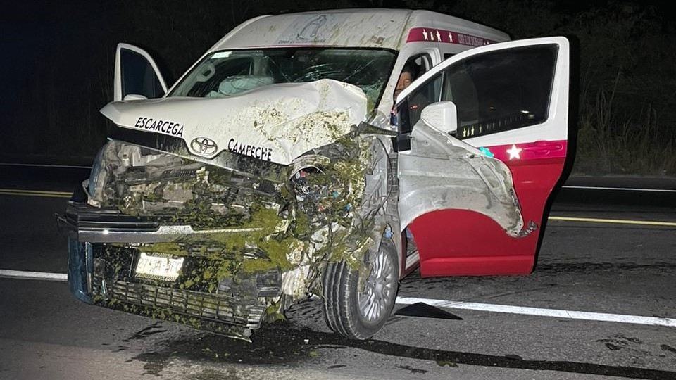 El semoviente intentó cruzar la carretera