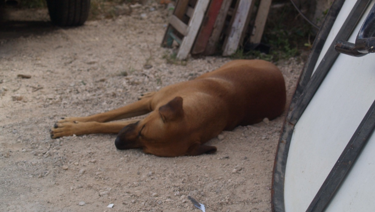 Lugareños aseguraron que por medio de este químico es que se ha estado acabando con la vida de los felinos y caninos