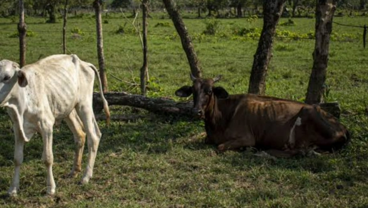 Quintana Roo carece de sistemas de riego modernos y eficientes, como en otras regiones del país, lo que deja a los productores vulnerables ante el clima Quintana Roo carece de sistemas de riego modernos y eficientes, como en otras regiones del país, lo que deja a los productores vulnerables ante el clima