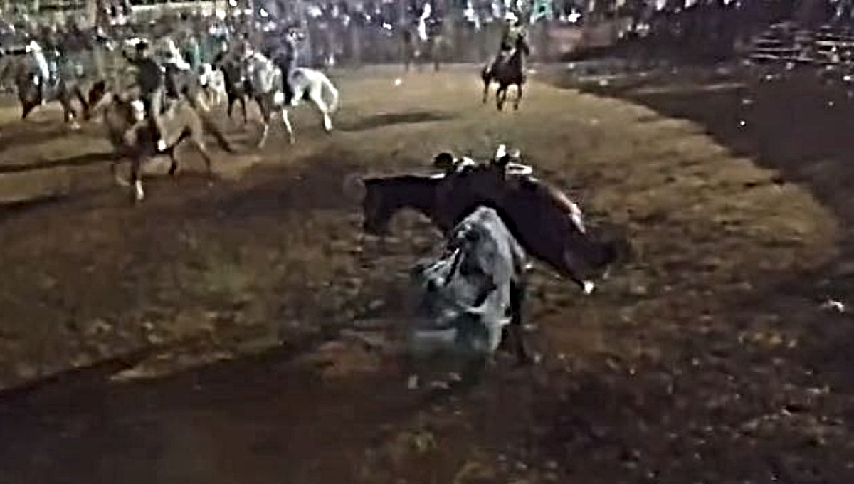 Toro destripa a un caballo durante un torneo de lazo en Kimbilá, Yucatán: VIDEO
