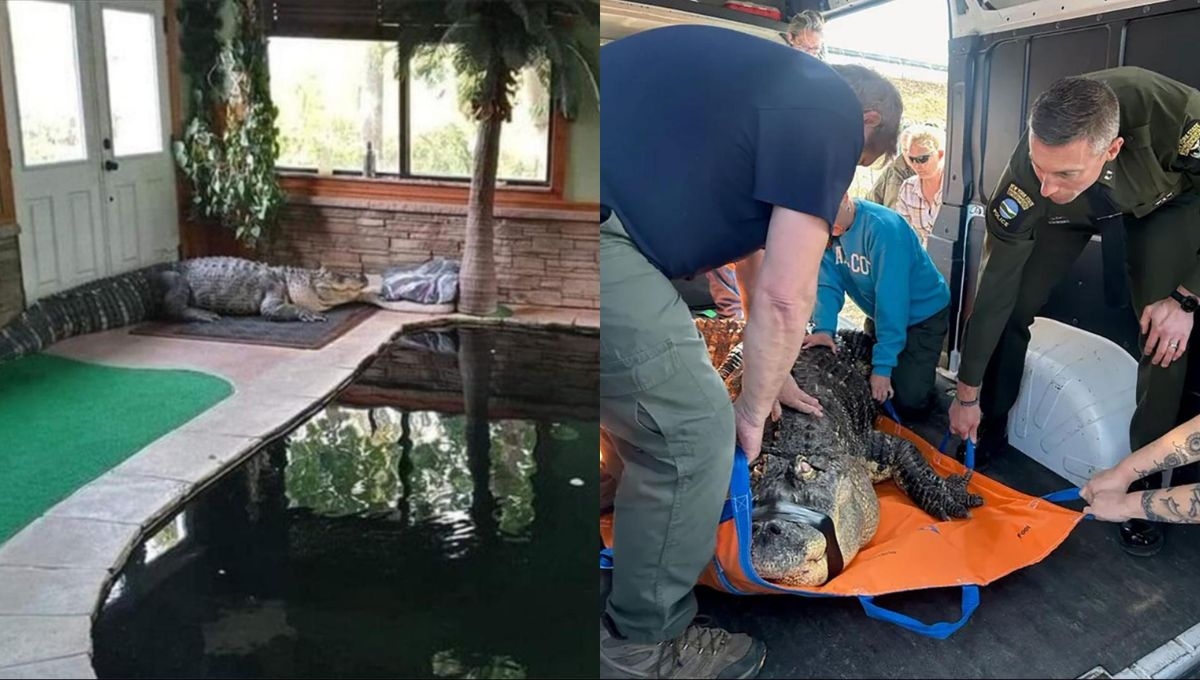 El propietario de "Albert" permitiá incluso que los niños nadaran con el gigantesco reptil El propietario de "Albert" permitiá incluso que los niños nadaran con el gigantesco reptil