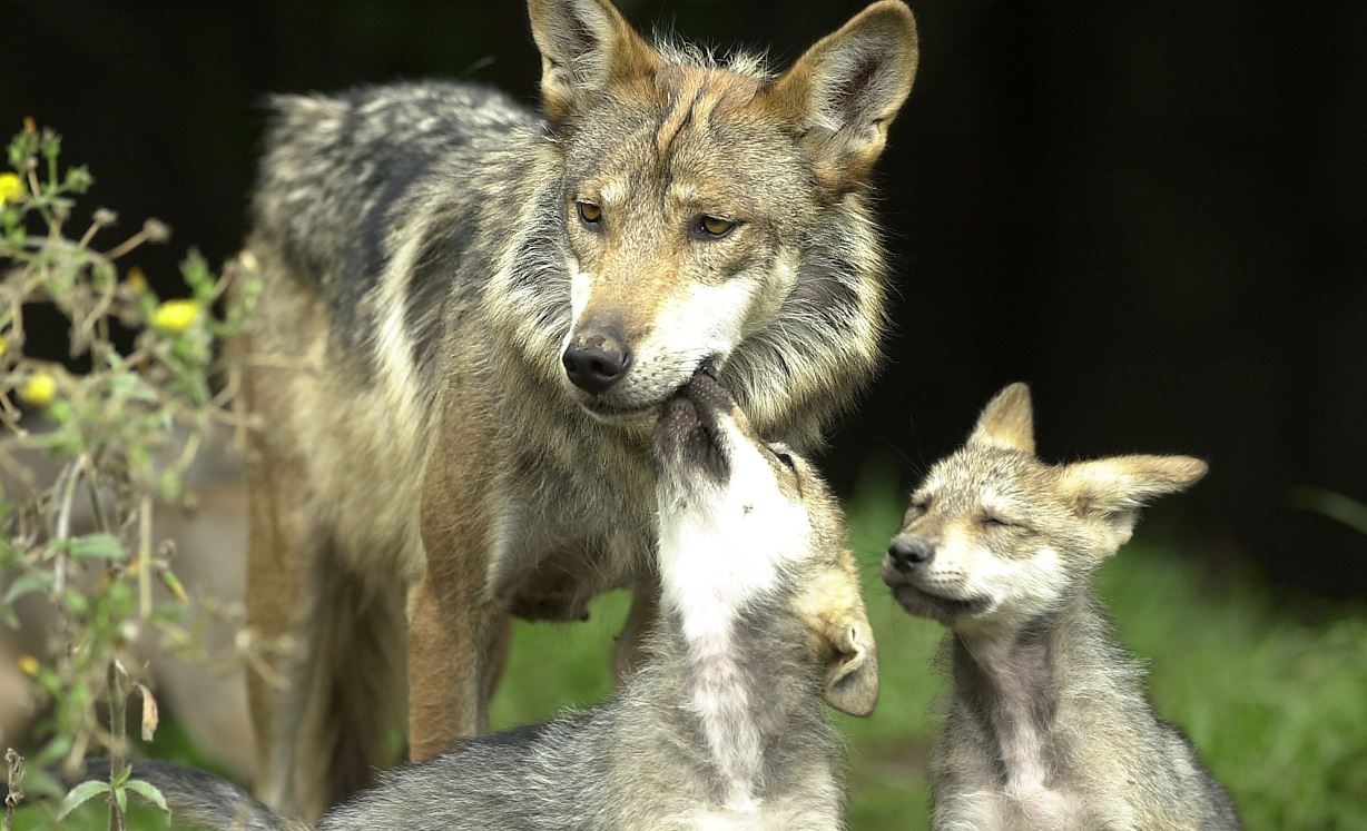 Falso que lobo escapó de zoológico de Aragón Falso que lobo escapó de zoológico de Aragón