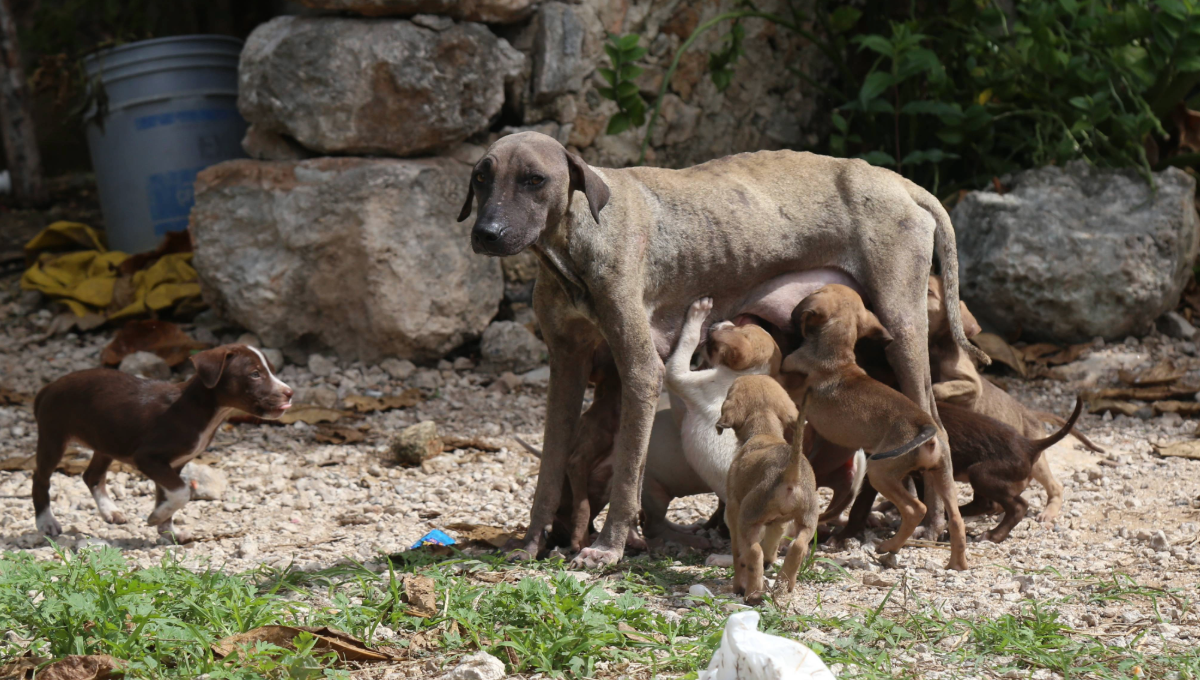 Perros y gatos en riesgo de sufrir golpes de calor por las altas temperaturas en Yucatán