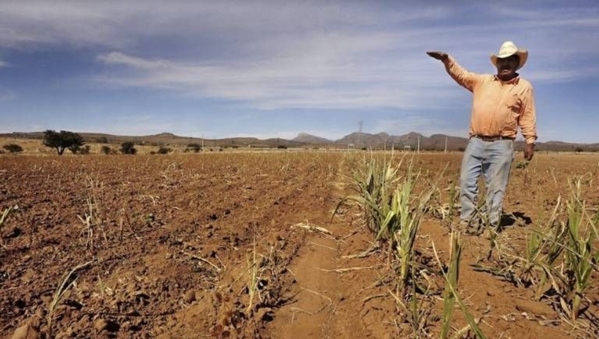 La escasez del agua fue el principal factor que ocasionó pérdidas a las unidades de producción agropecuaria en el país
