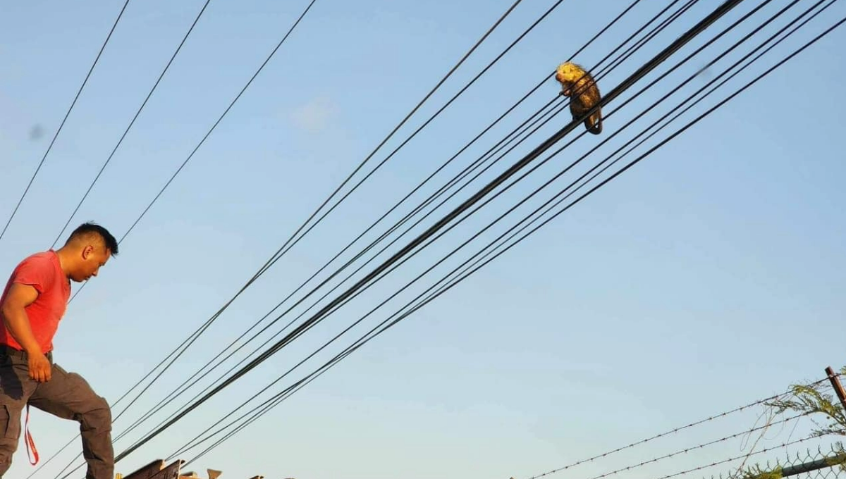 El animal estaba en el tendido eléctrico de la avenida Prolongación Álvaro Obregón, en plena zona urbana de la capital