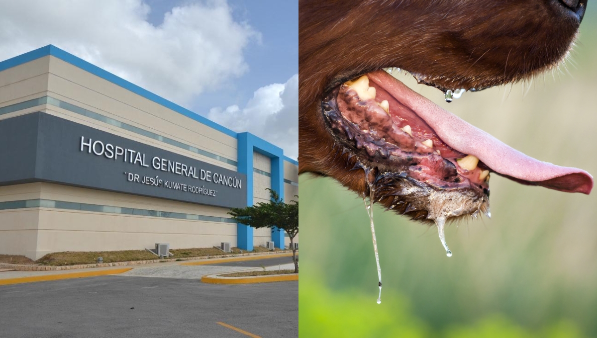 Rabia en Quintana Roo: ¿Cómo se contagia y cuáles son los síntomas?