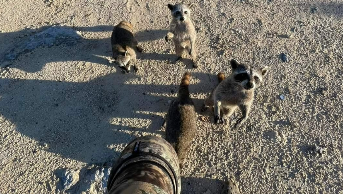 Aumento de temperatura comenzó a matar a la fauna silvestre en Cozumel