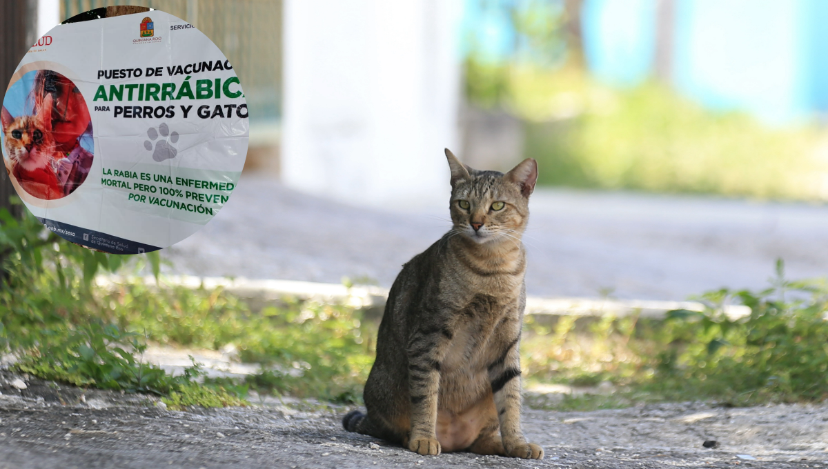 El Colegio de Médicos Veterinarios emitió recomendaciones para proteger a las mascotas El Colegio de Médicos Veterinarios emitió recomendaciones para proteger a las mascotas