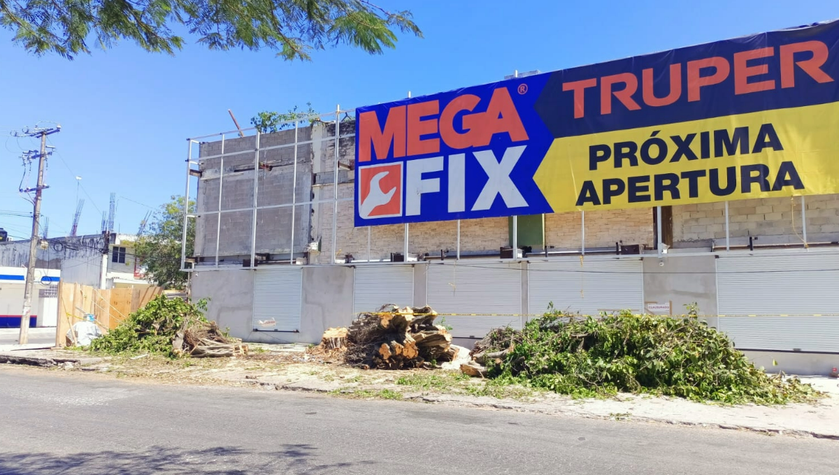 Los responsables de cortar los enormes álamos tendrán que pagar 160 mil pesos y restituir seis ejemplares adultos en el boulevard Playa del Carmen. Los responsables de cortar los enormes álamos tendrán que pagar 160 mil pesos y restituir seis ejemplares adultos en el boulevard Playa del Carmen.