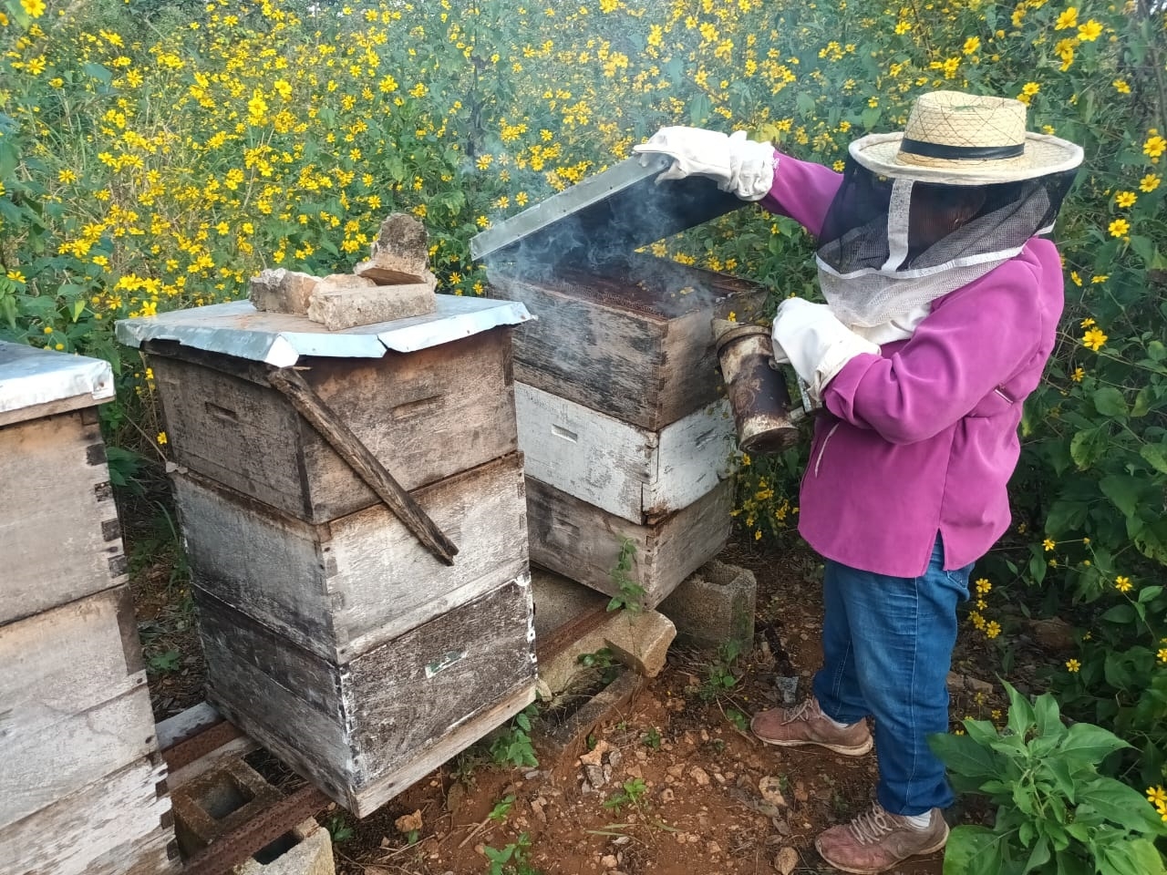 Apicultores han registrado graves pérdidas en sus colmenas