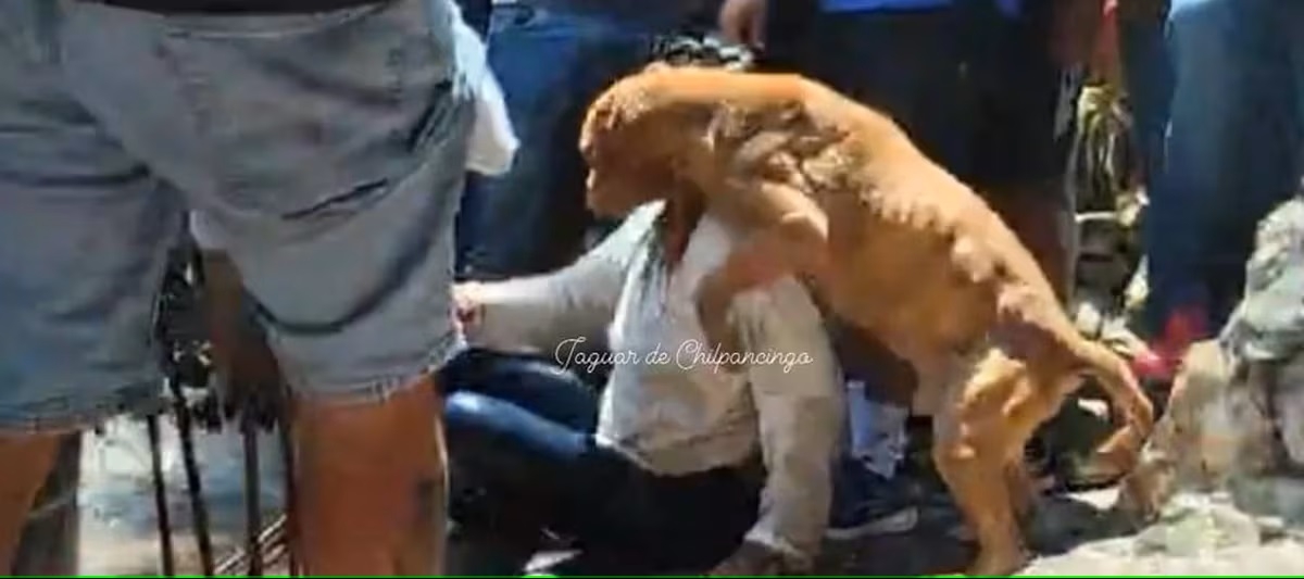 Perrito defiende del linchamiento a la asesina de Camila: 'No sabe lo que hizo su dueña'