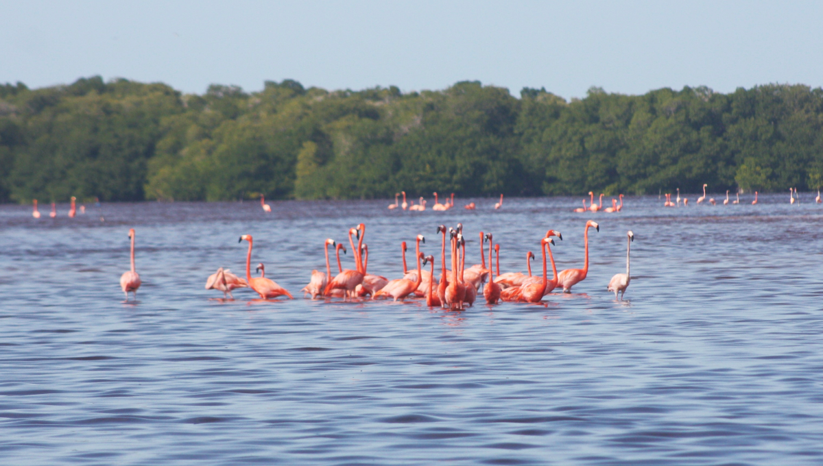 Celestún, Yucatán, la tierra donde se 'pintan' a los flamencos