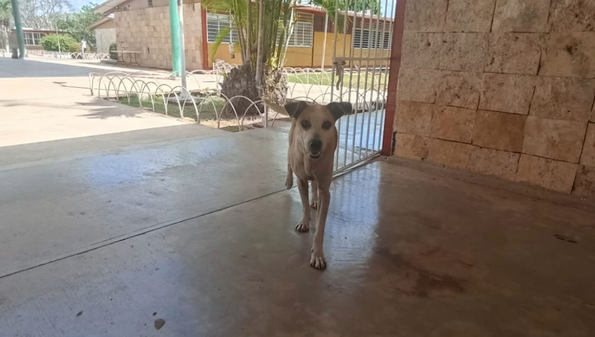 Los alumnos mencionaron que hay evidencias de que los animales fueron envenenados premeditadamente por los directivos