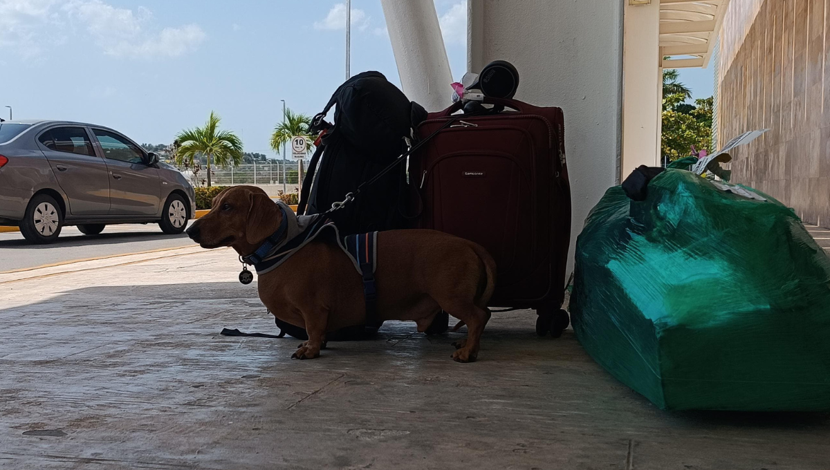 Aeroméxico es la única que tiene servicio de traslado de mascotas en cabina