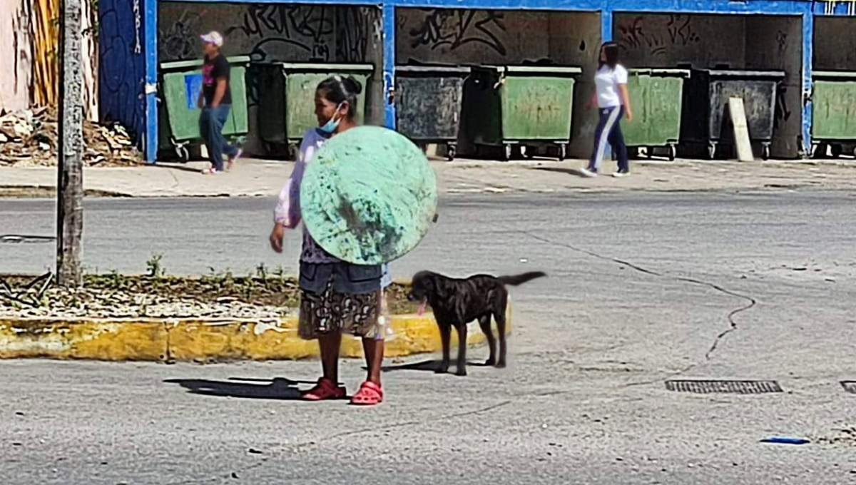Reportan que el albergue de animales en Othon P. Blanco recibe 3 mil pesos mensuales Reportan que el albergue de animales en Othon P. Blanco recibe 3 mil pesos mensuales