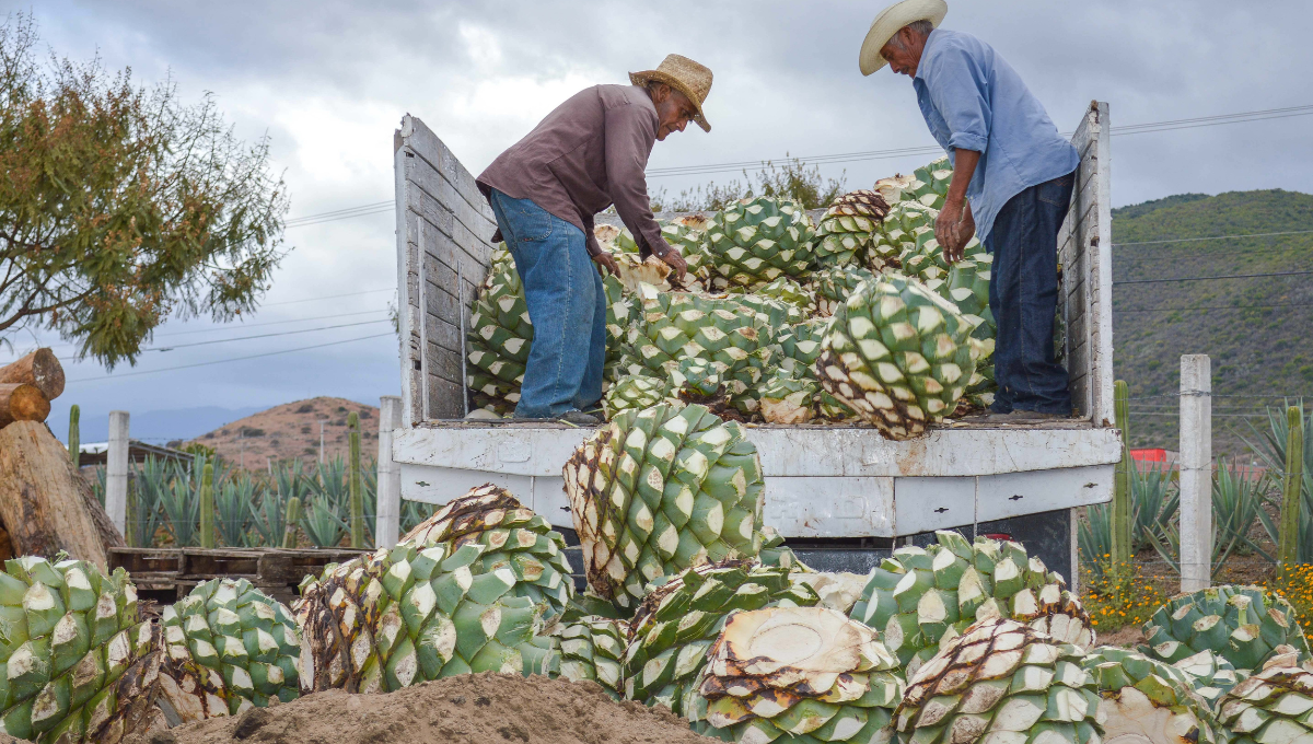 En los dos primeros meses del año se aceleró el dinamismo de las exportaciones agropecuarias y
agroindustriales de México En los dos primeros meses del año se aceleró el dinamismo de las exportaciones agropecuarias y
agroindustriales de México