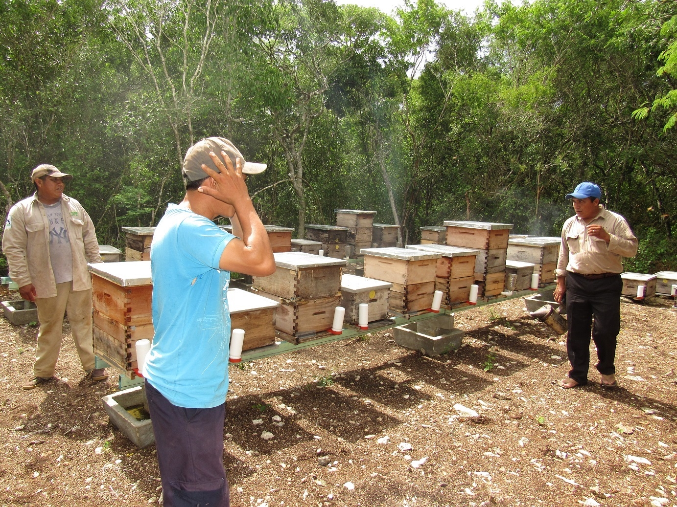 Suman 500 mil colmenas afectadas por agroquímicos durante 2024 en Yucatán