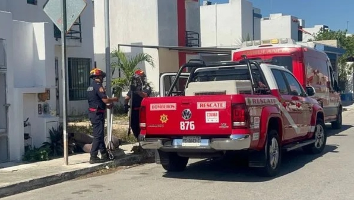 Pitbull ataca a dos perros husky en el fraccionamiento Los Héroes en Mérida