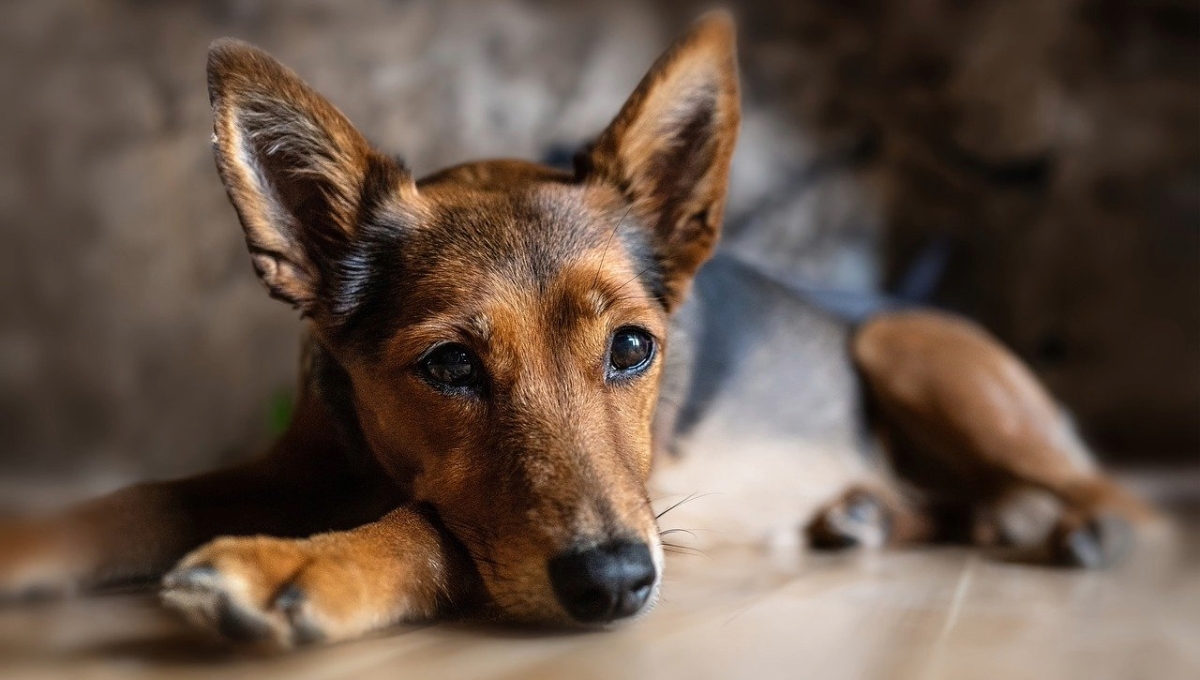 La multa será aplicada por cada mascota, no importa si es del mismo dueño