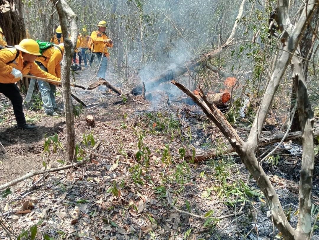 Mueren cientos de abejas por el incendio en Chun Ek, Hopelchén