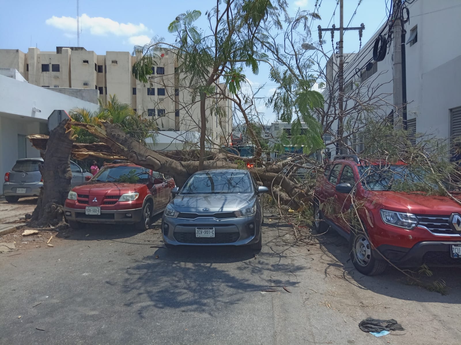 Los tres autos y la motocicleta presentaron daños materiales causados por el desplome de un árbol en Mérida Los tres autos y la motocicleta presentaron daños materiales causados por el desplome de un árbol en Mérida