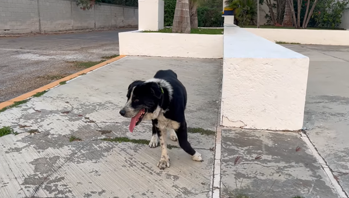 Piden ayuda para localizarlo