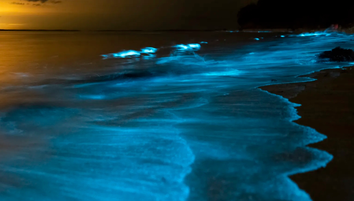 La bioluminiscencia también se observa en Yucatán La bioluminiscencia también se observa en Yucatán