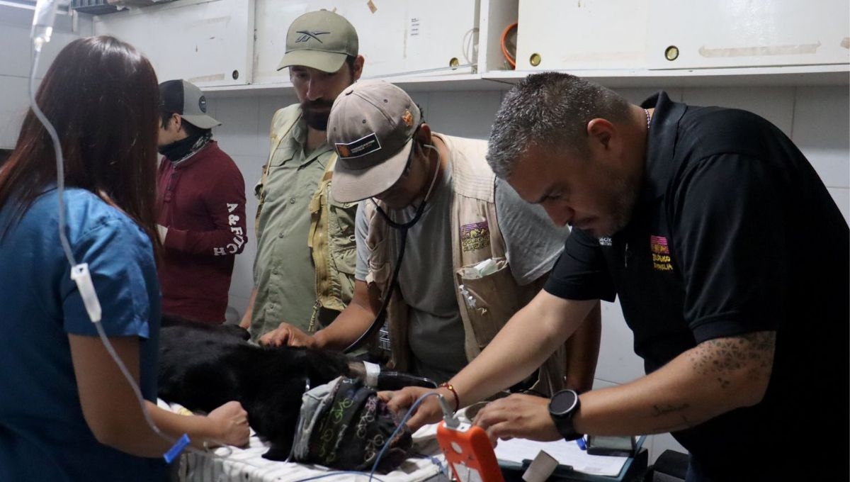 Autoridades intentaron ayudar al jaguar en Morelia Autoridades intentaron ayudar al jaguar en Morelia