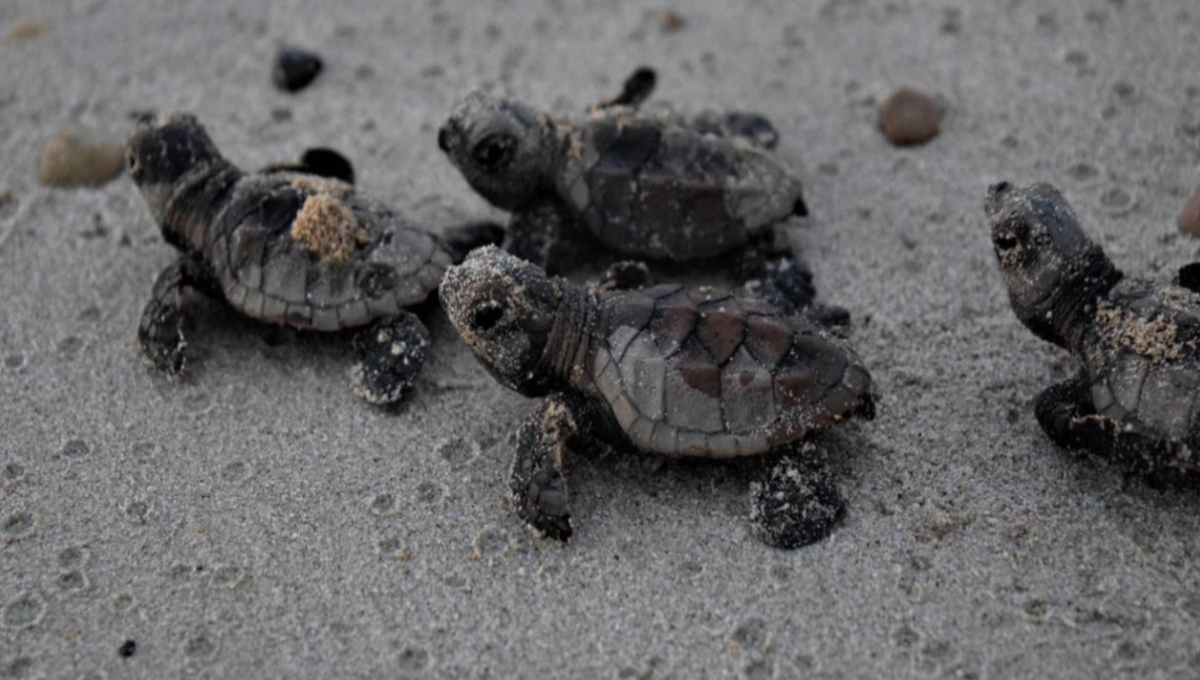 Se esperan mantener las cifras promedio de Playa Bonita,