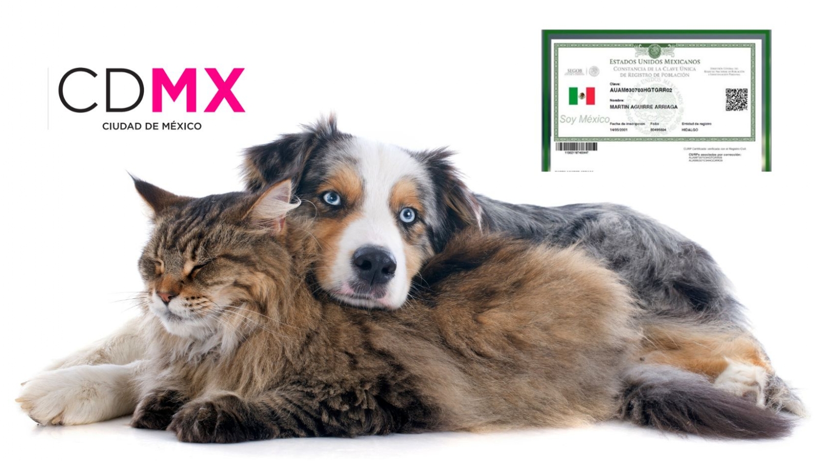 CURP de mascotas será obligatoria en la CDMX CURP de mascotas será obligatoria en la CDMX