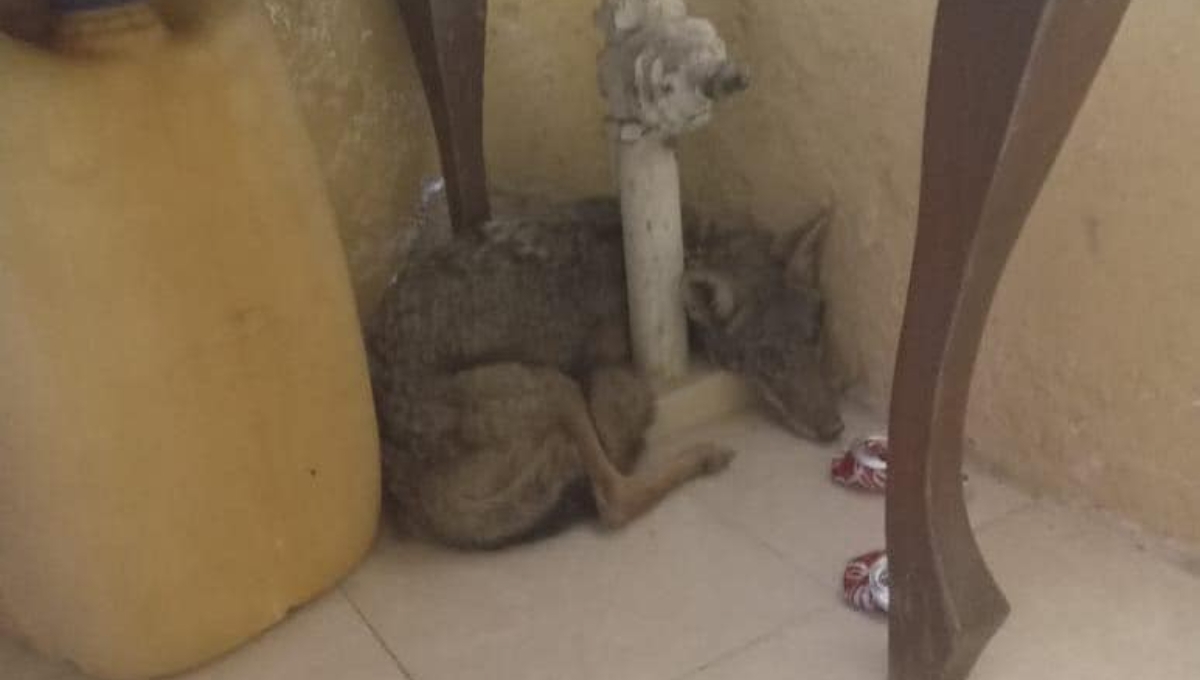 Hombre rescata a un coyote al confundirlo con un perro en Seyé, Yucatán