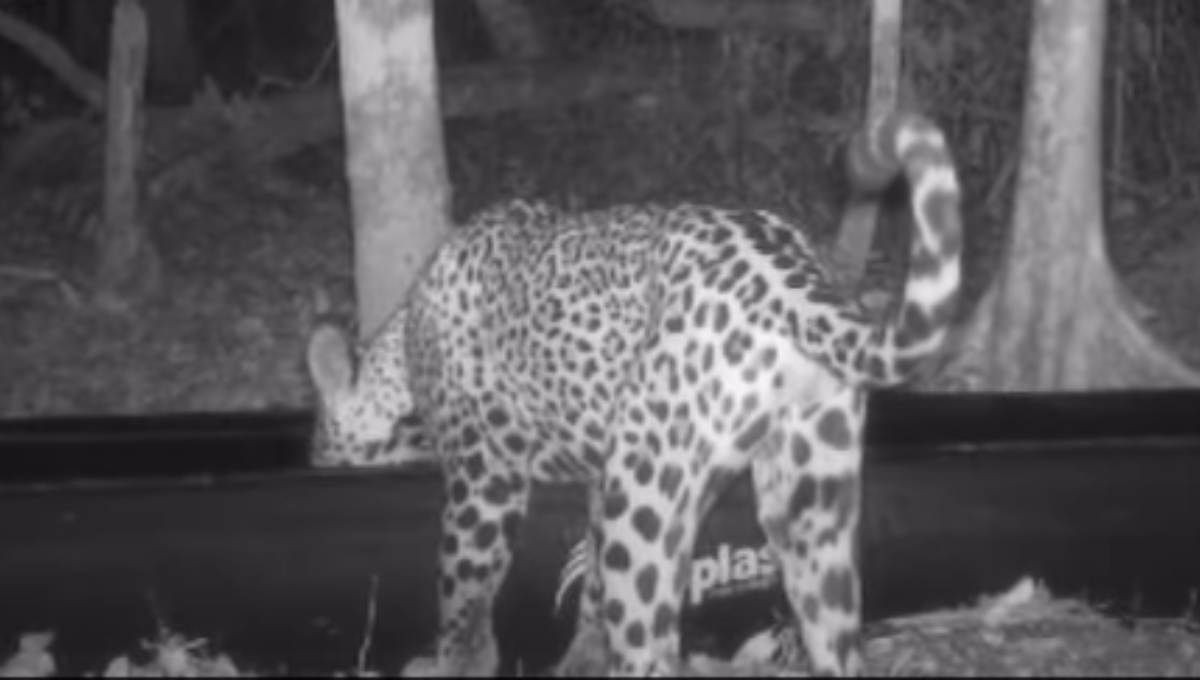 La Panthera Onca, fue visualizada cuando tomaba agua La Panthera Onca, fue visualizada cuando tomaba agua