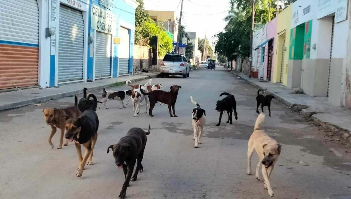 El grupo de perros fue ahuyentado por personas que se encontraban en el parque El grupo de perros fue ahuyentado por personas que se encontraban en el parque