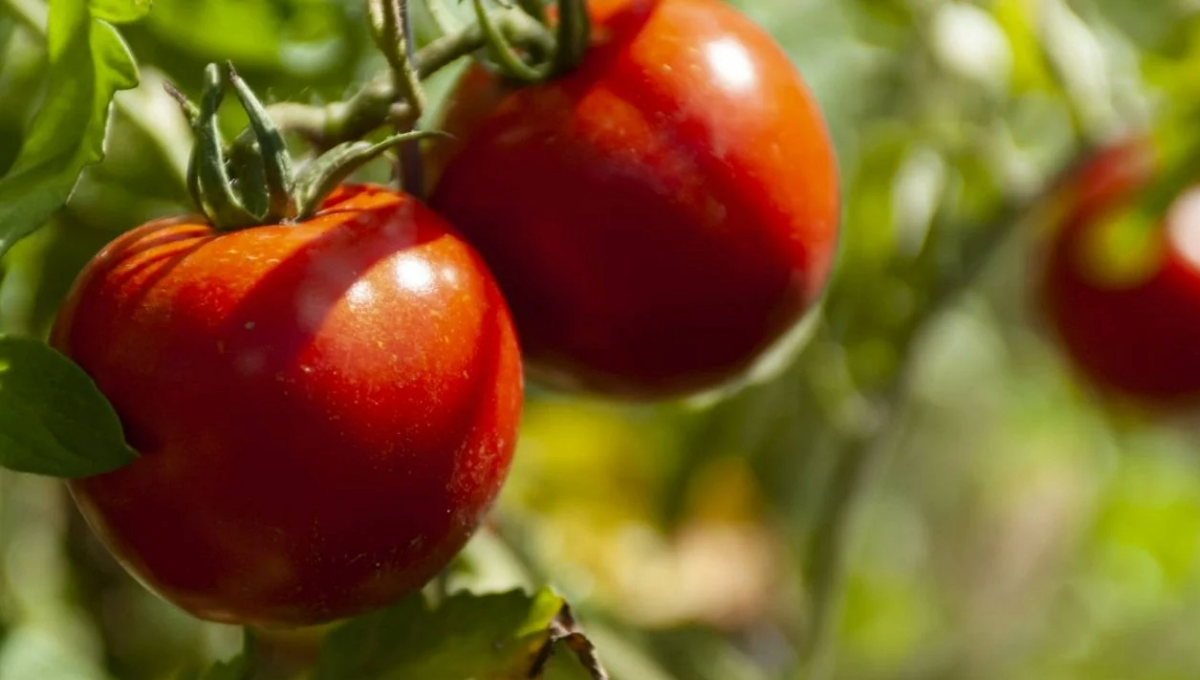 A partir del 14 de julio, el tomate mexicano tendrá un arancel de poco más del 20%.