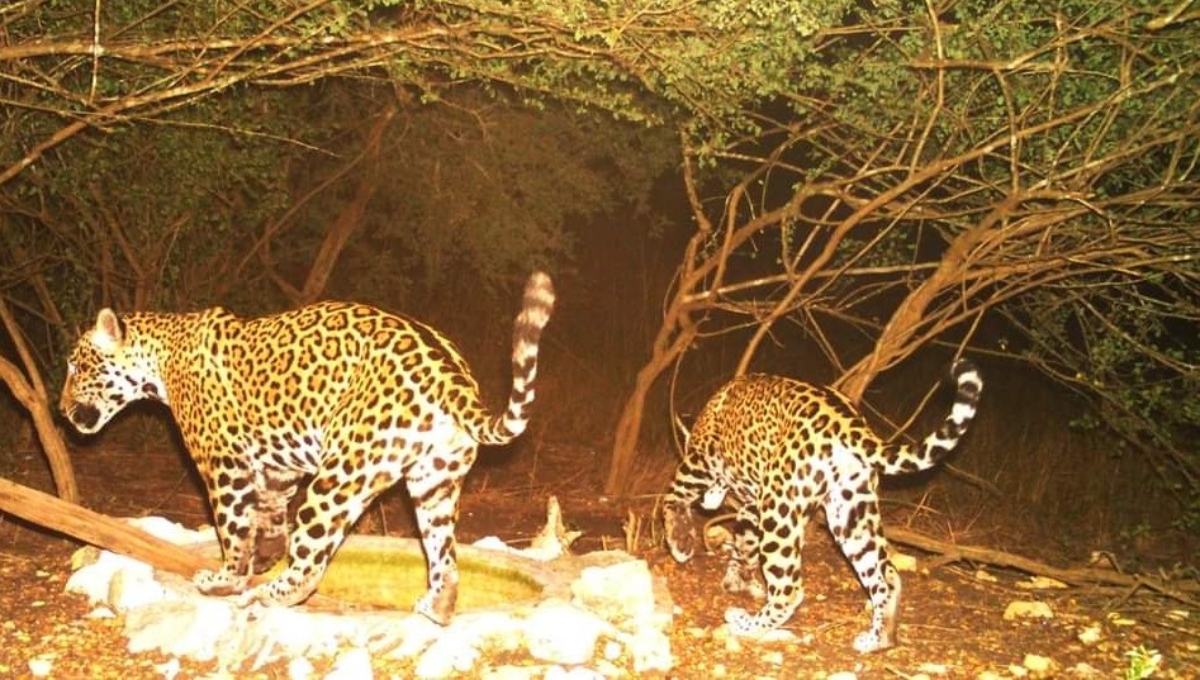 La UMA San Manuel monitorea animales del área para tener registro de sus estados poblacionales La UMA San Manuel monitorea animales del área para tener registro de sus estados poblacionales