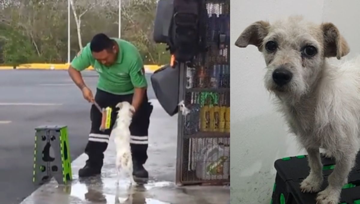 Así bañaron al perrito en la gasolinera de Calkiní