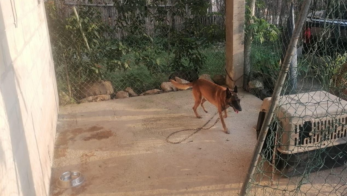 La Alcaldesa de Cozumel dijo que fue un golpe de calor, pero policías afirman que se ahorcó por estar amarrado La Alcaldesa de Cozumel dijo que fue un golpe de calor, pero policías afirman que se ahorcó por estar amarrado