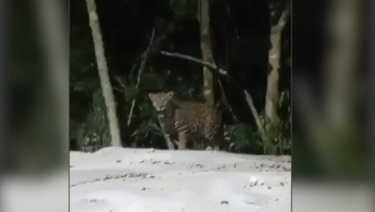 Captan jaguar en territorio campechano Captan jaguar en territorio campechano