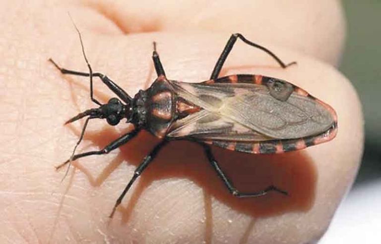 Enfermedad de Chagas: el parásito que aún preocupa en zonas rurales Enfermedad de Chagas: el parásito que aún preocupa en zonas rurales
