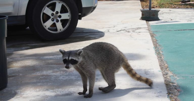 Los dos mapaches deambulaban en la Facultad de la UNAM Los dos mapaches deambulaban en la Facultad de la UNAM