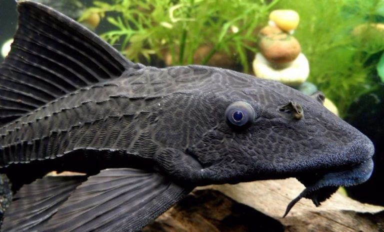 El pez diablo es considerada un especie invasora