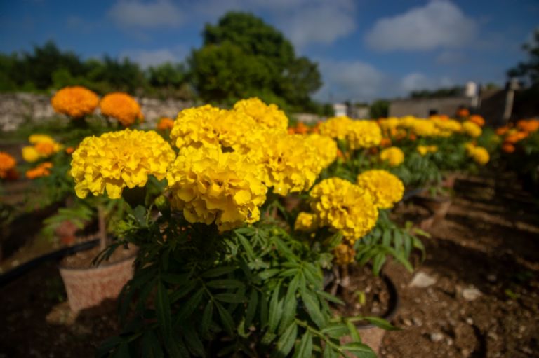 Desde este fin de semana nos llegaron las flores de cempasúchil en su versión para sembrar. Ha habido buena respuesta por parte del consumidor Desde este fin de semana nos llegaron las flores de cempasúchil en su versión para sembrar. Ha habido buena respuesta por parte del consumidor