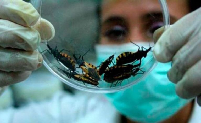 Mal de chagas es letal, advierten médicos Mal de chagas es letal, advierten médicos