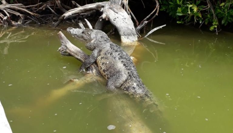Hay un gran número de cocodrilos habitando en Yucatán Hay un gran número de cocodrilos habitando en Yucatán