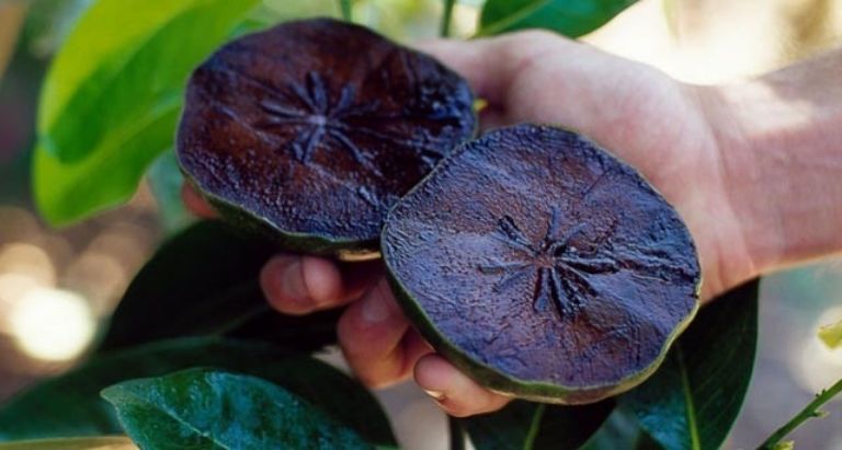 Descubre el Tauch o Zapote Negro